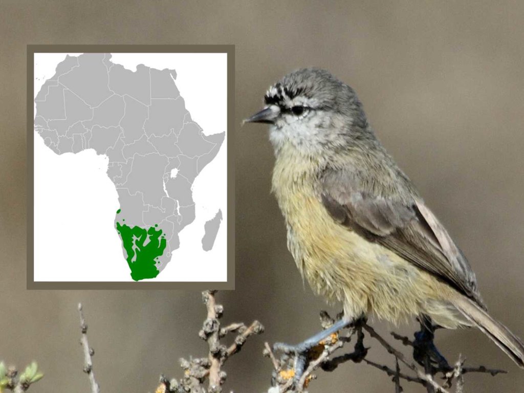 Niebywale inteligentny ptak. Ma nietypowy sposób na zmylenie drapieżników