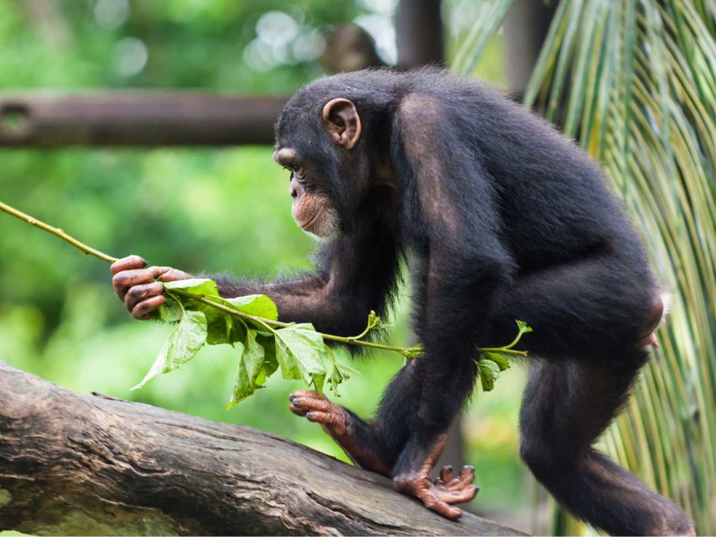Te zwierzęta potrafią używać narzędzi. Zobacz, co nimi robią