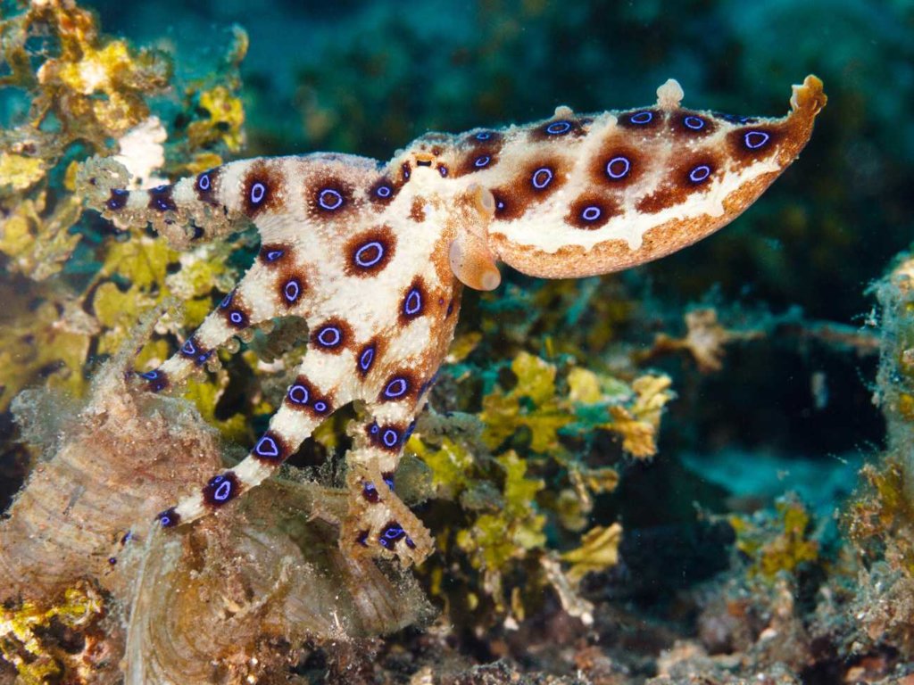 Zadziwiająca ośmiornica. Niebieskie pierścienie to ważny sygnał