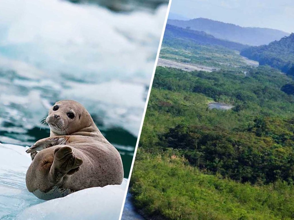 Topnieją lodowce, giną lasy Amazonii... Jak zmiany klimatyczne wpływają na środowisko?