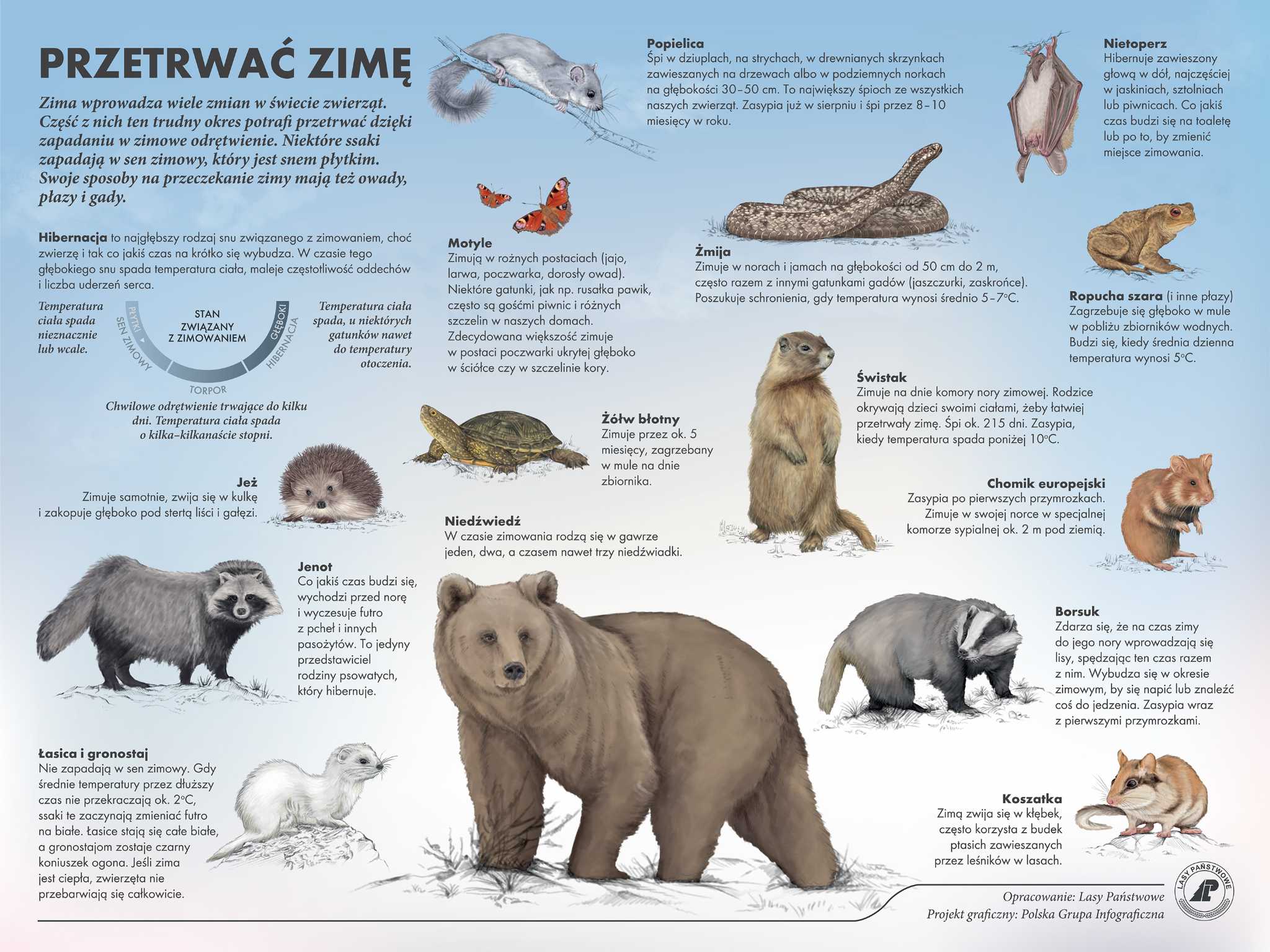 sen zimowy infografika