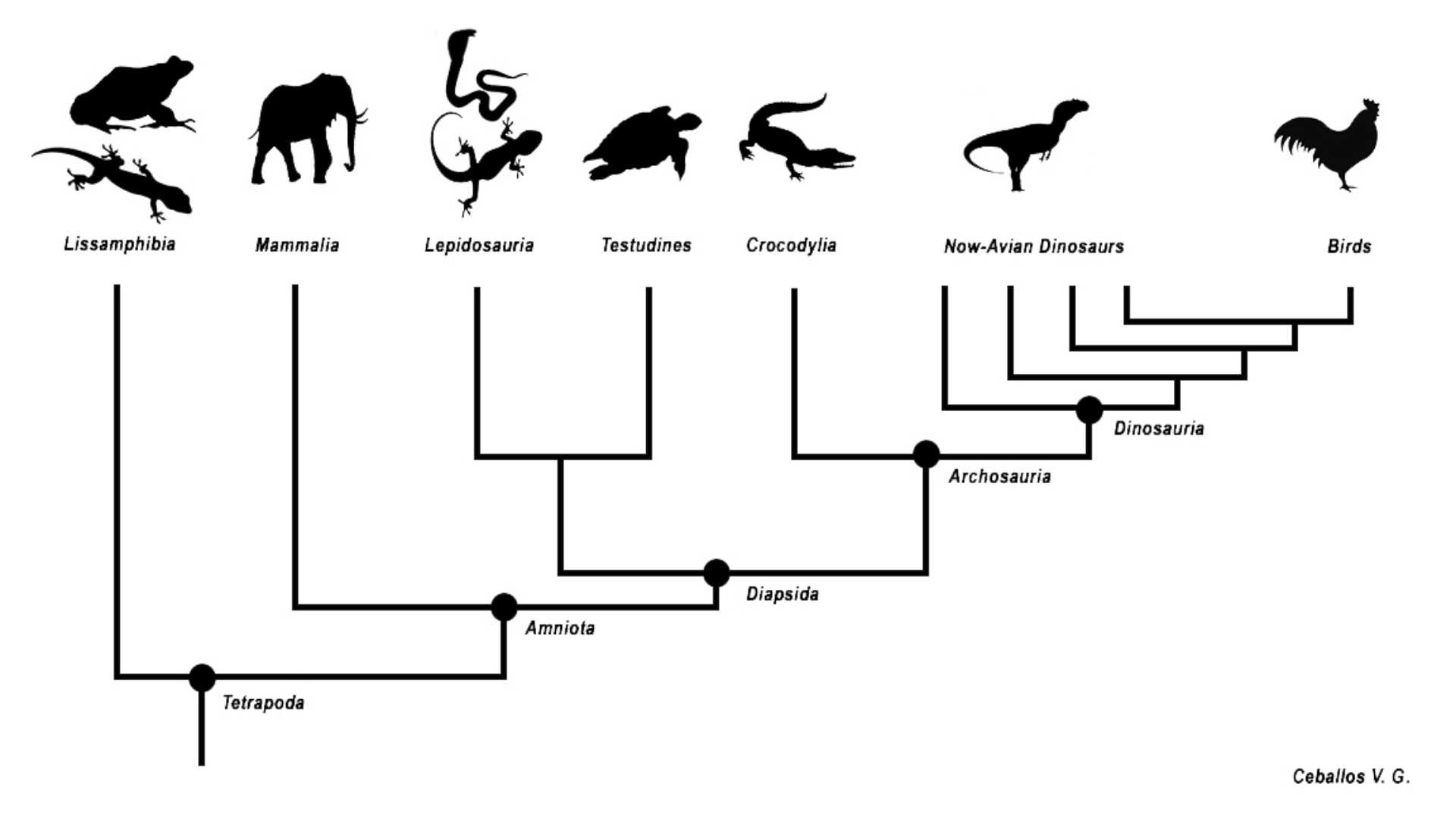 tetrapod klasyfikacja kladogram