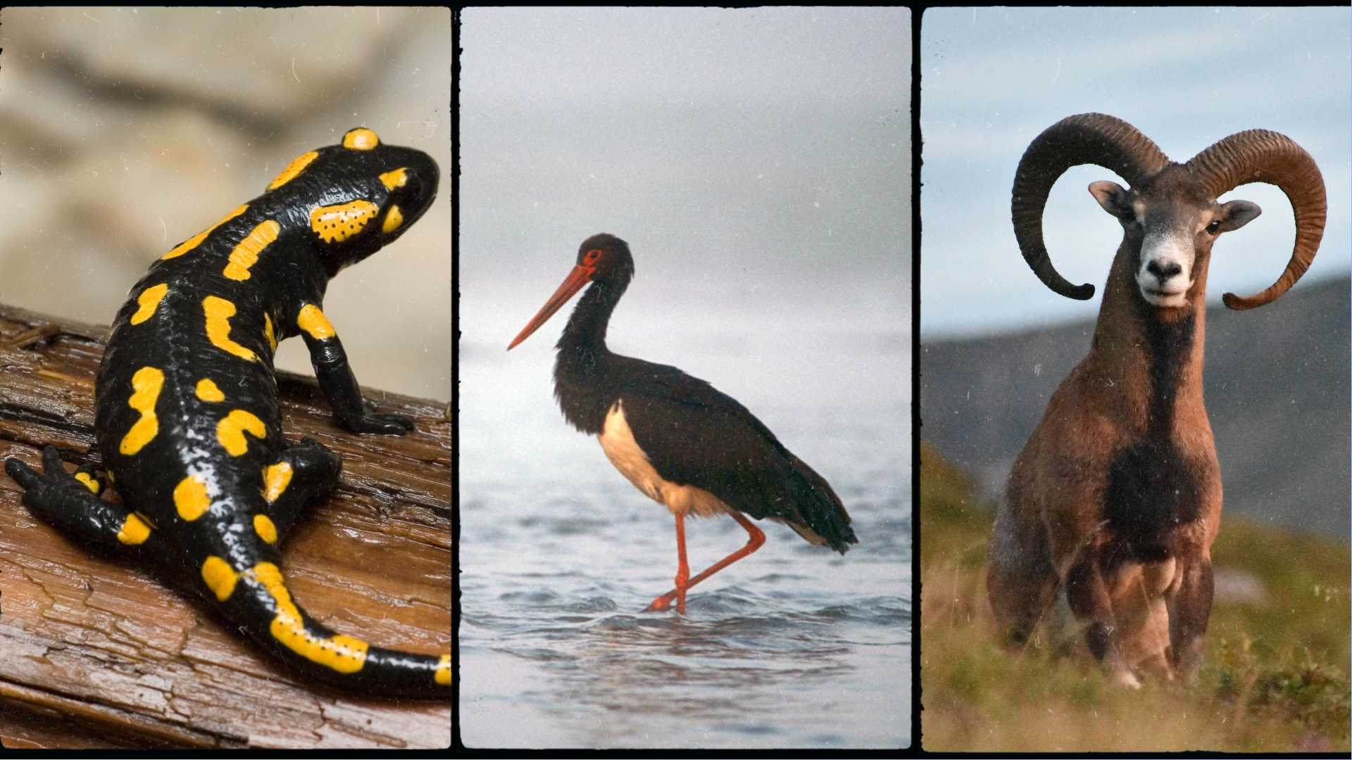 geopark kraina wygasłych wulkanów muflon bocian czarny salamandra plamista