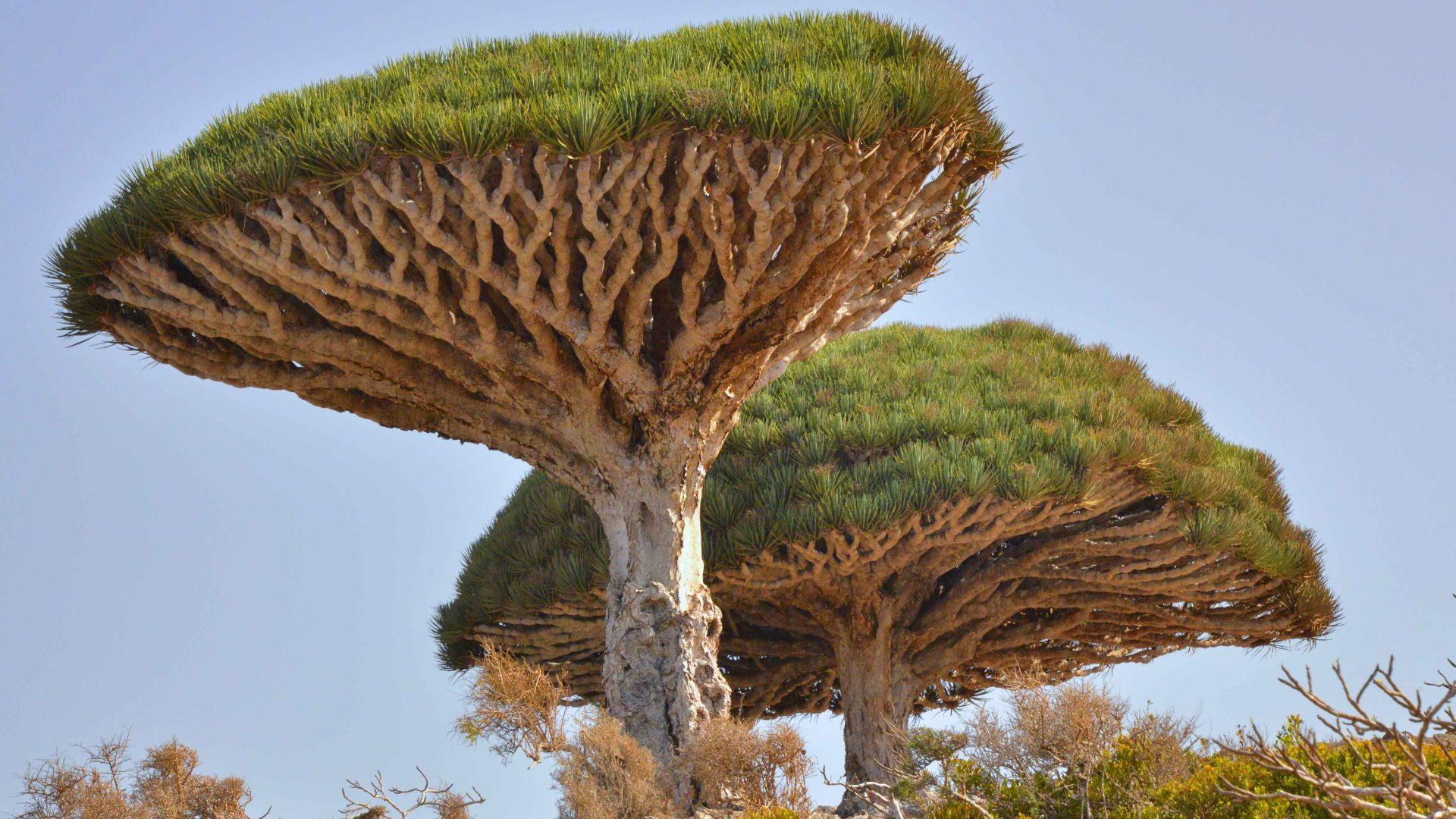 smocze drzewo dracena sokotra endemit