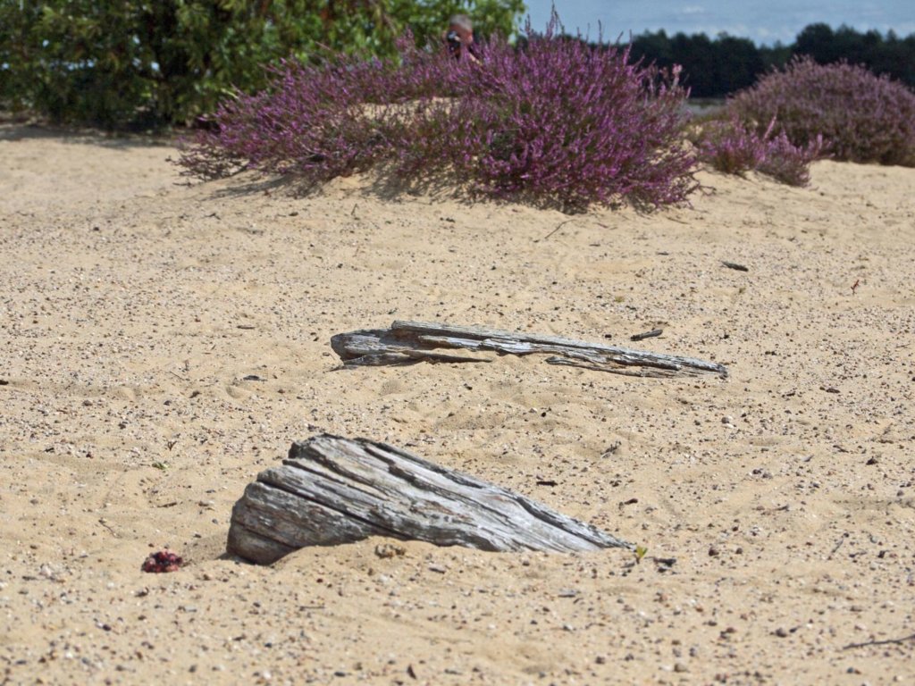 Pustynia Kozłowska. "Wybuchowa" historia wydm na Dolnym Śląsku