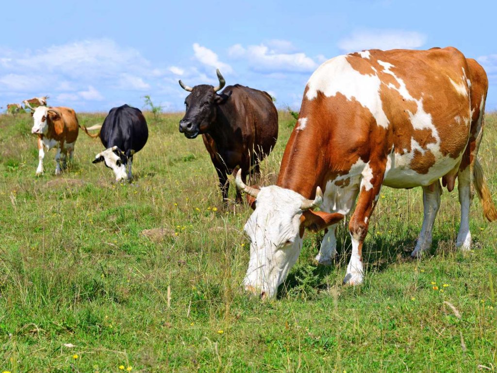 Zagadka od Isaaca Newtona. Wystarczy wiedza z podstawówki