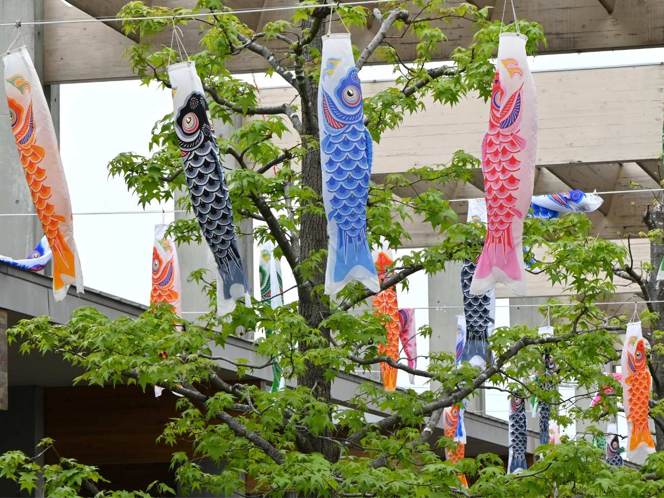 dzień dziecka japonia