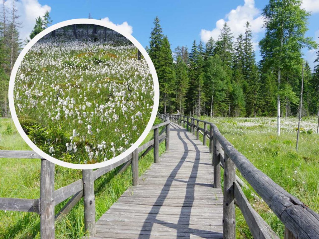 Torfowisko pod Zieleńcem. Unikalny ekosystem i dywany kwiatów