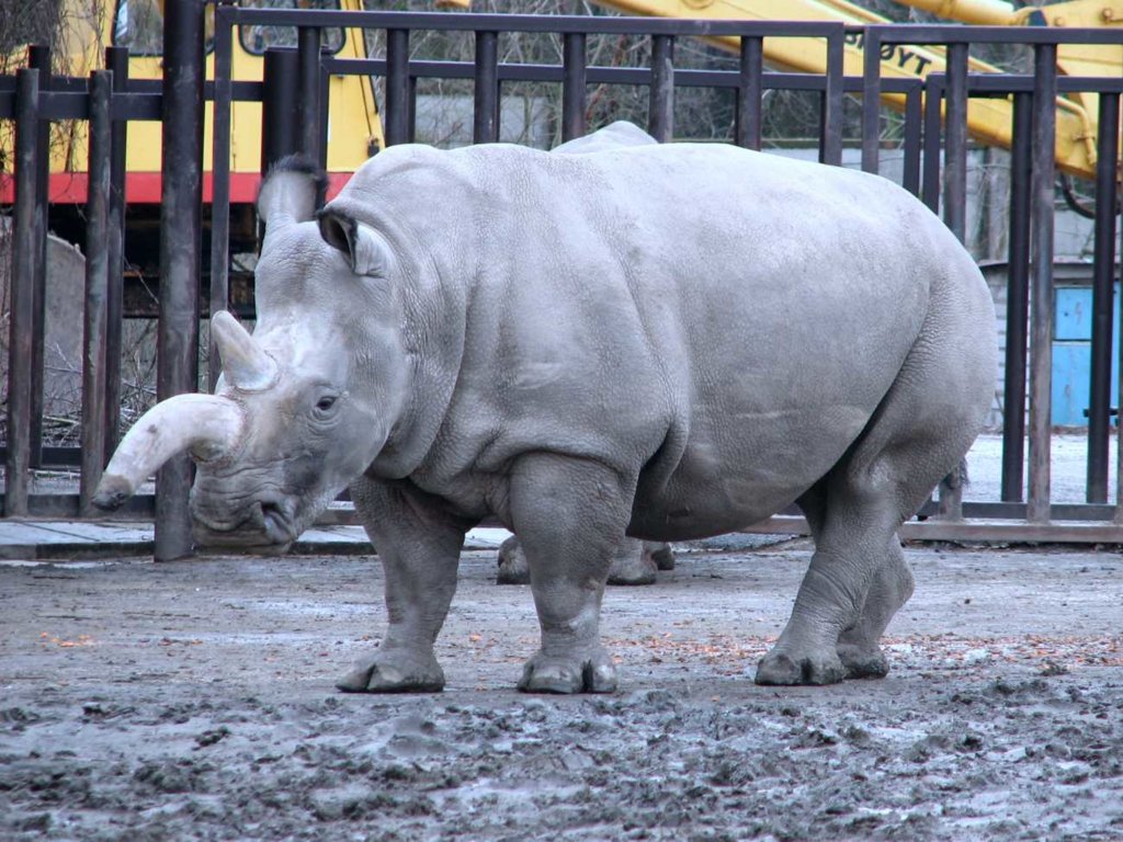 Nosorożce białe północne na skraju wyginięcia. Pozostały tylko dwa osobniki