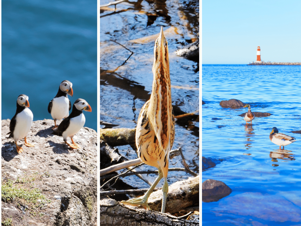 Wielki QUIZ ornitologiczny. Sprawdź, co wiesz o ptakach wodnych