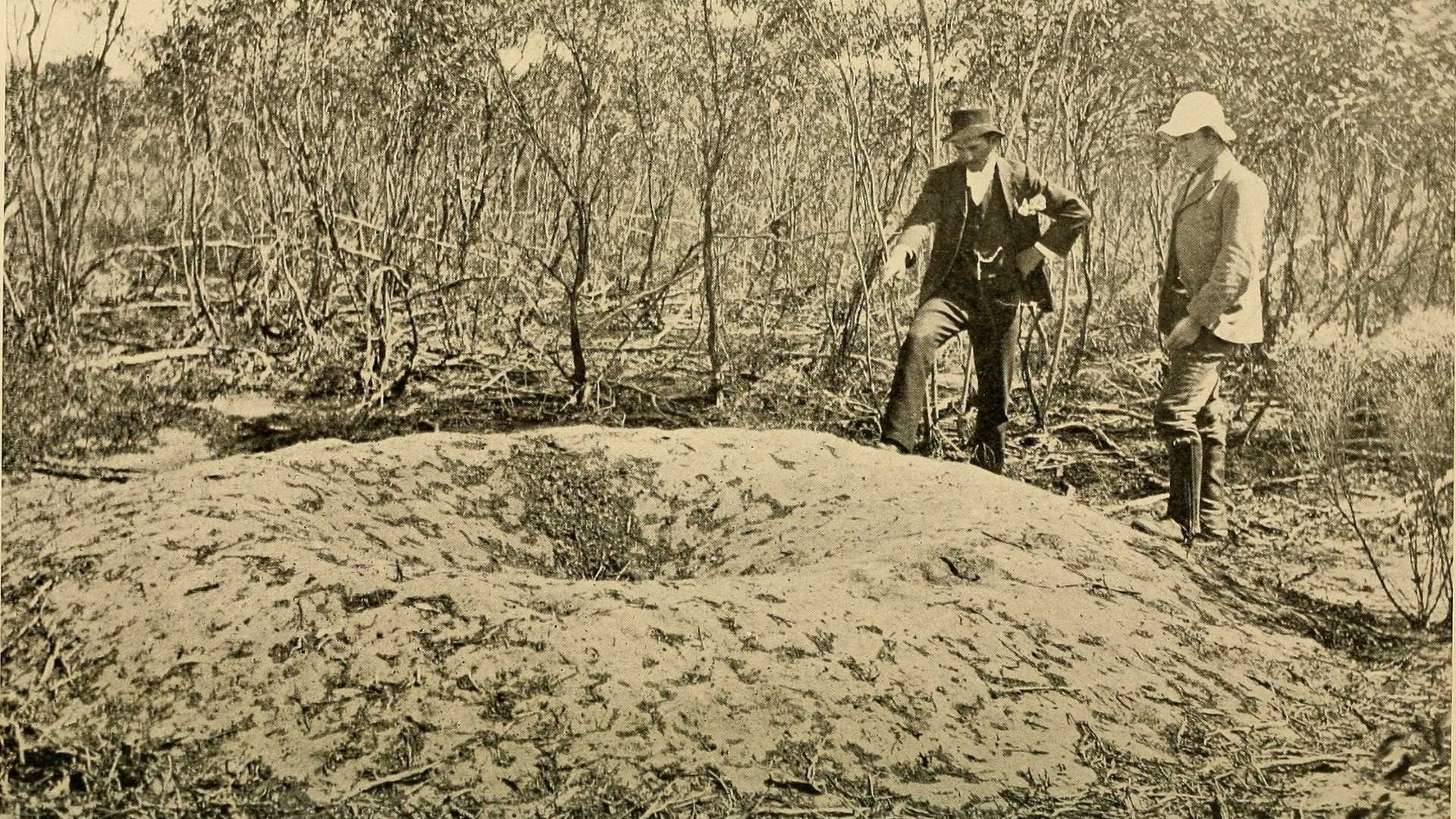 kopiec inkubacyjny nogala prążkowanego na starej fotografii
