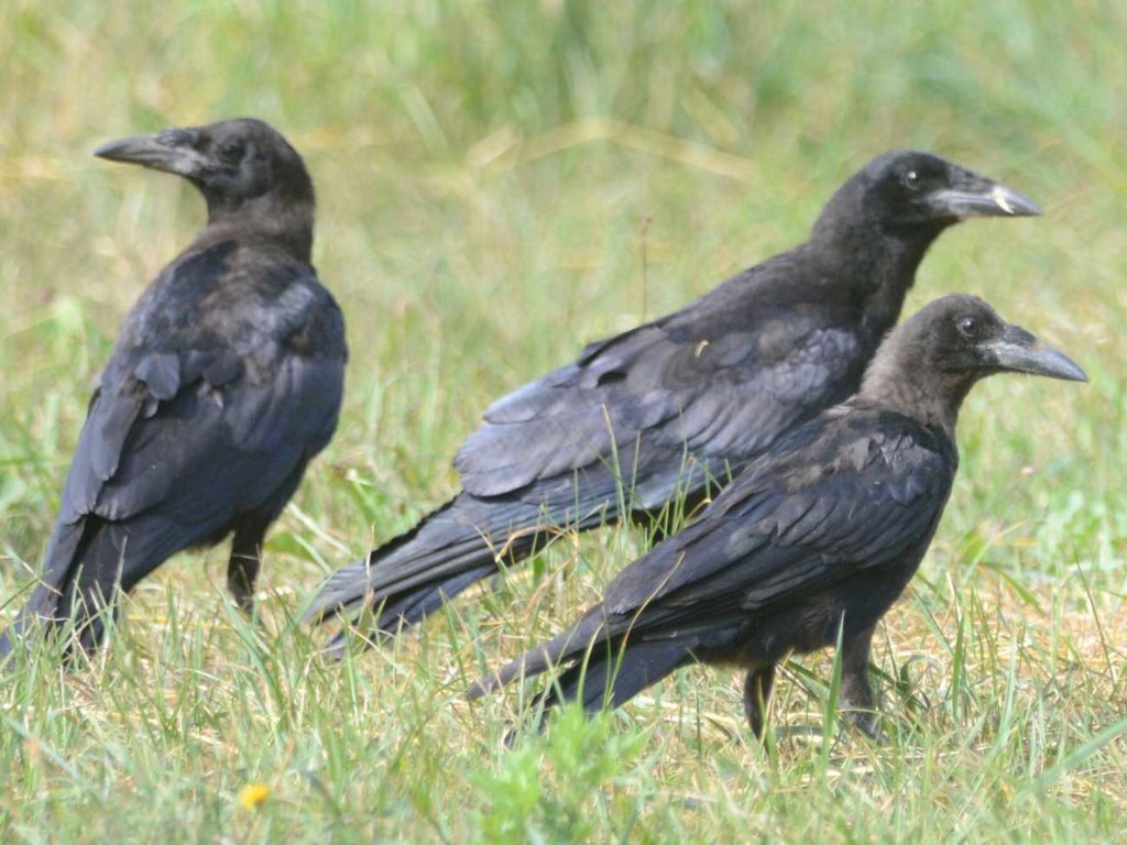 Inteligencja ptaków. Kruki, wrony i sójki zadziwiają naukowców