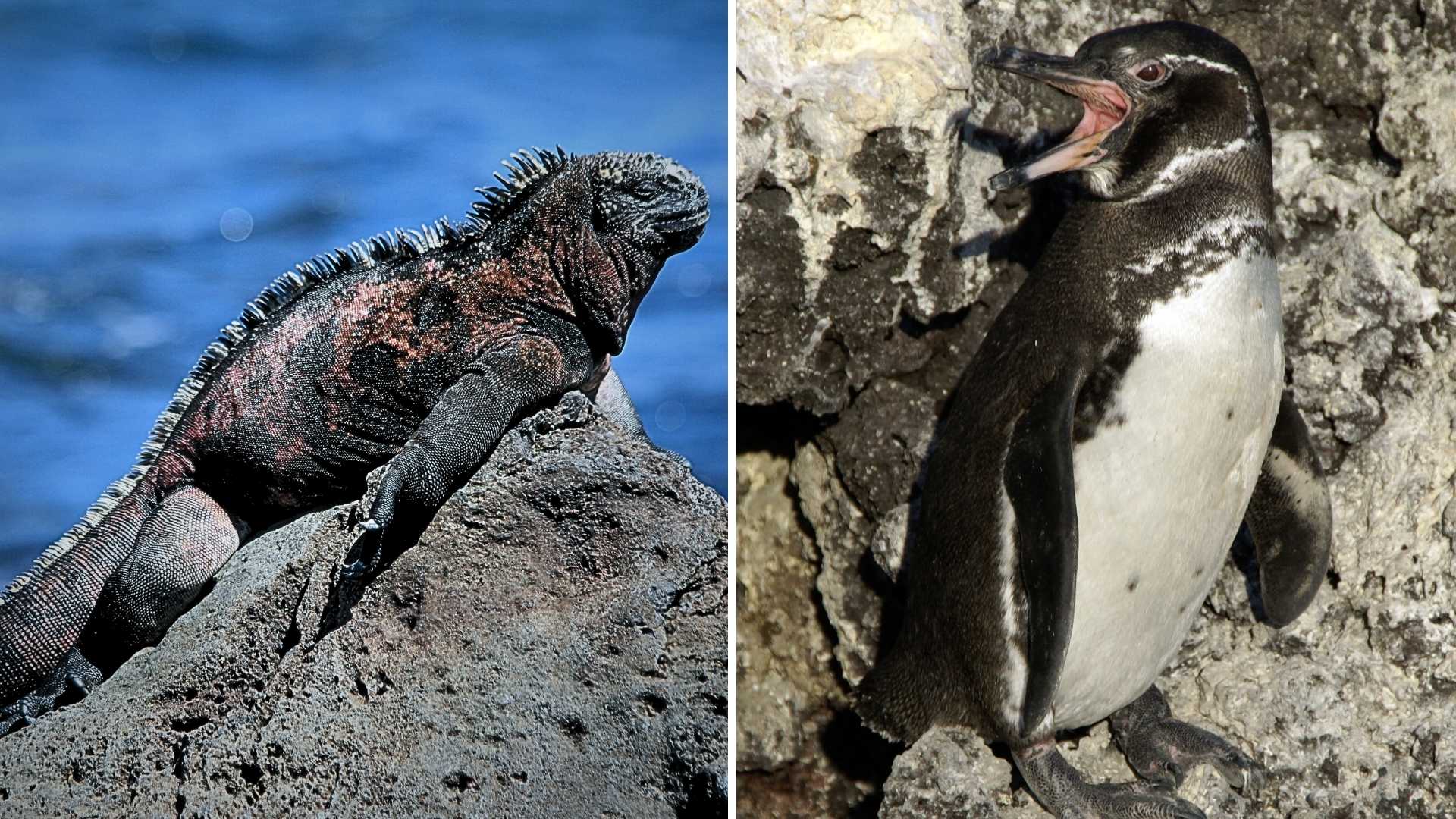 fauna wysp galapagos pingwin równikowy legwan morski