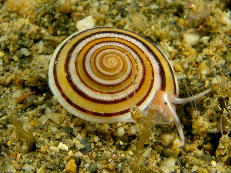 Architectonica perpectiva