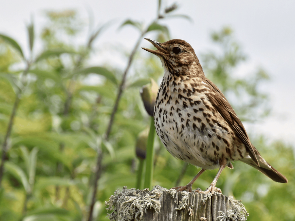 Ptasi zegar – które ptaki śpiewają o określonych godzinach?