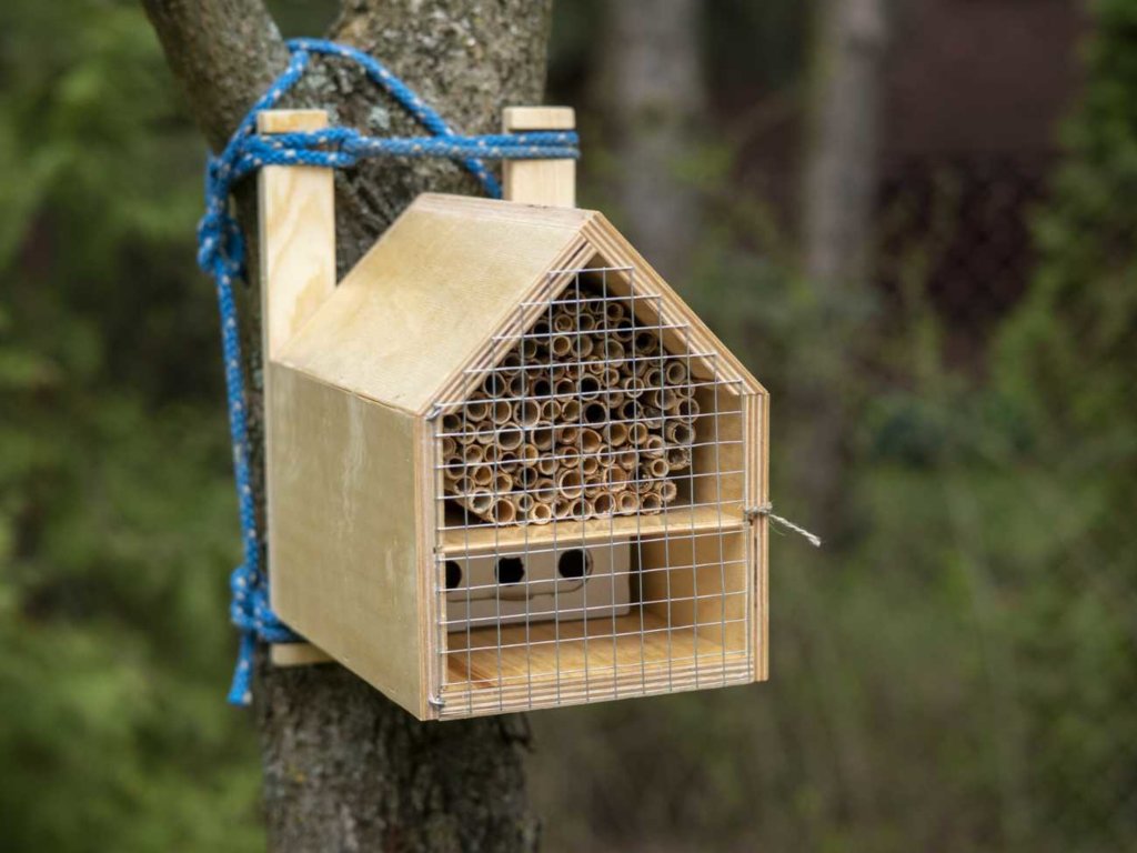 Domek dla owadów – dlaczego warto pomagać pożytecznym zapylaczom?