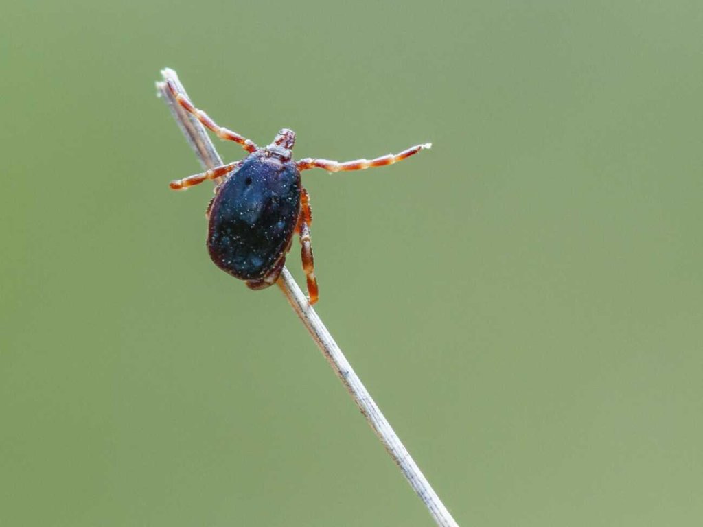 Kleszcz afrykański ma warunki do życia w Polsce. Może przenosić groźne choroby
