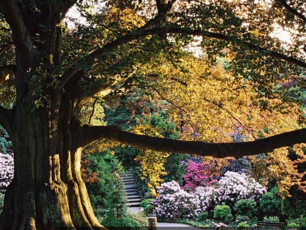 buk serce ogrodu, arboretum wojsławice