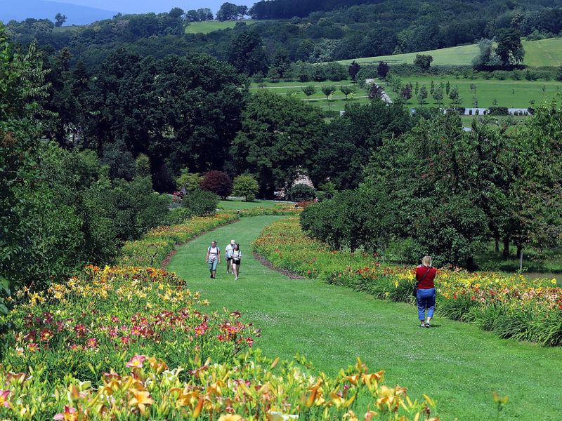 kolekcja liliowców, Arboretum Wojsławice