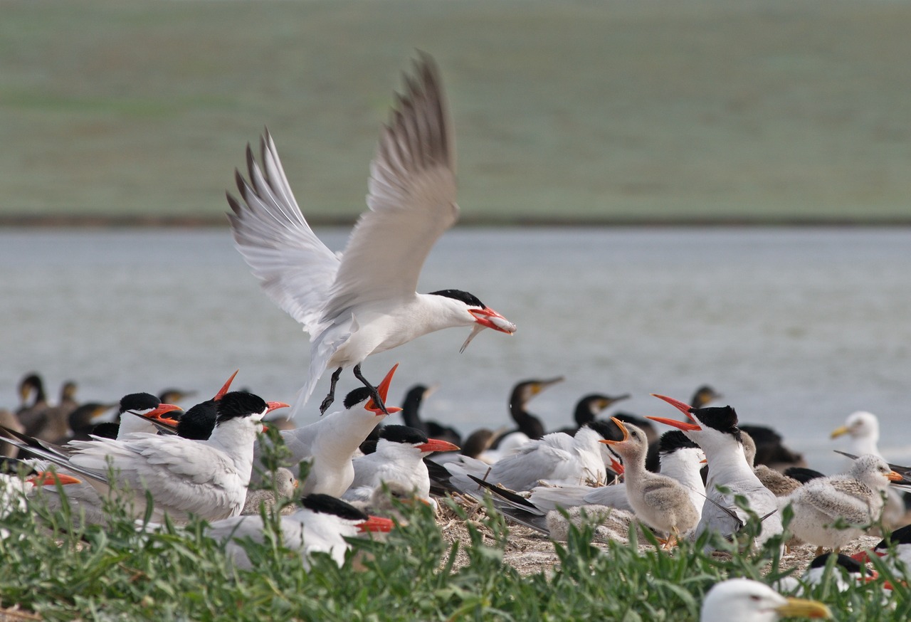 lossy-page1-1280px-Colony_of_caspian_terns.tif