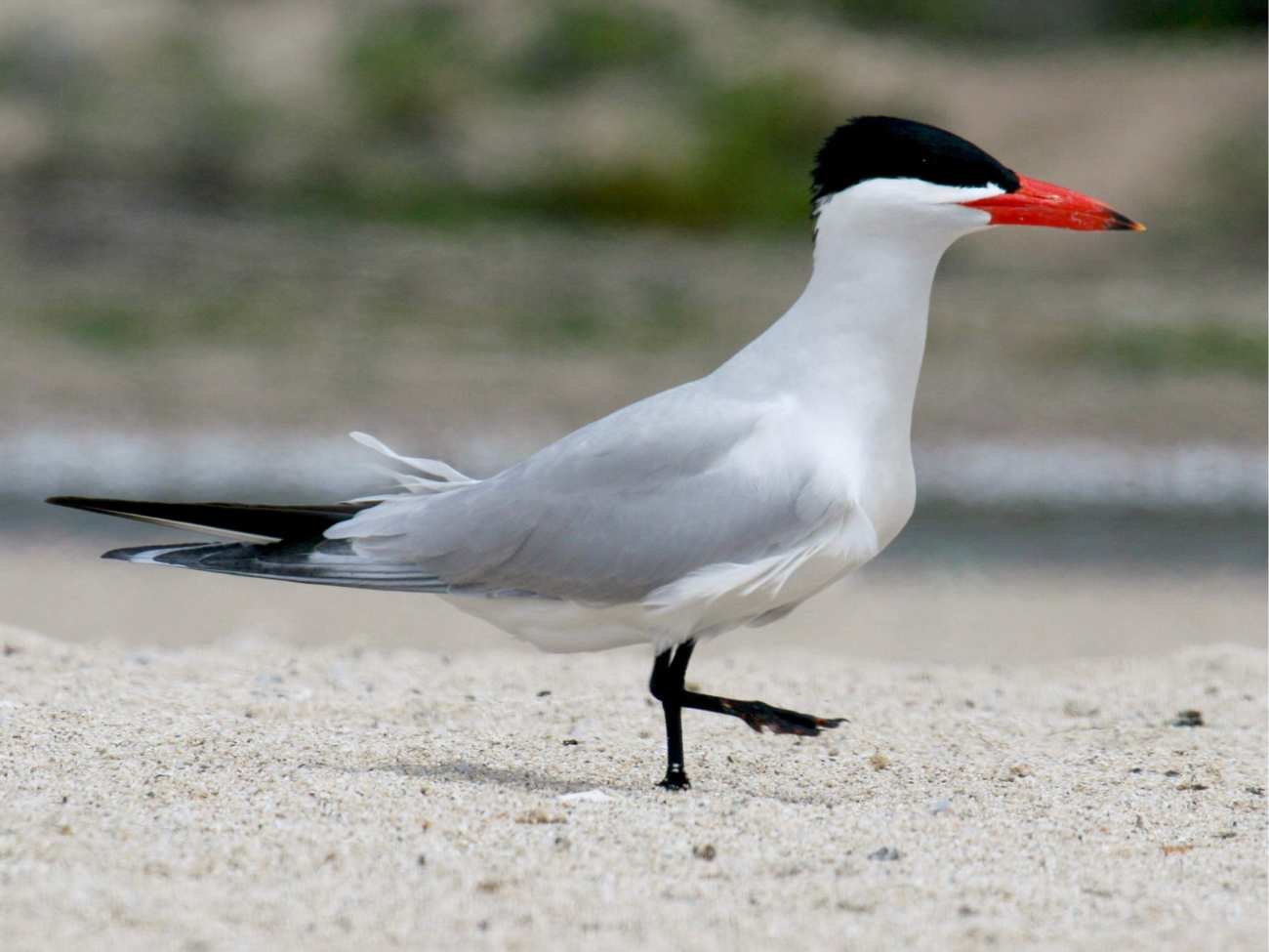 Ciekawostka ornitologiczna nad Bałtykiem. Nowy gatunek lęgowy w Polsce