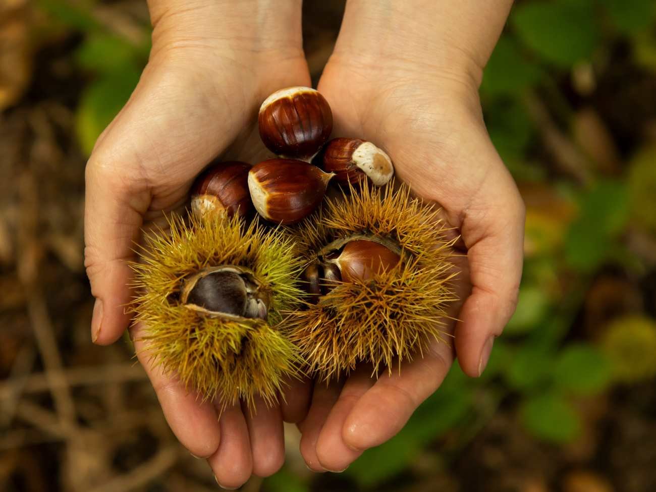Co można zrobić z kasztanów? Nietypowe zastosowania owoców kasztanowca