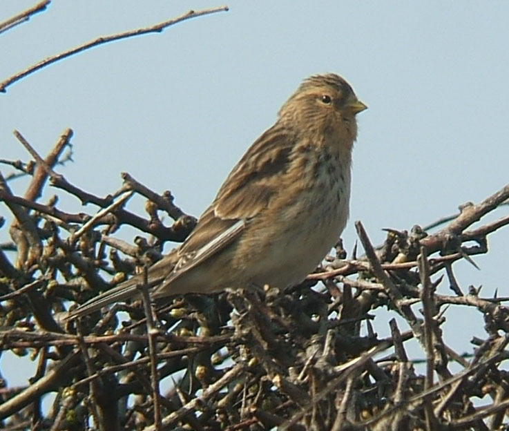 Carduelis_flavirostris