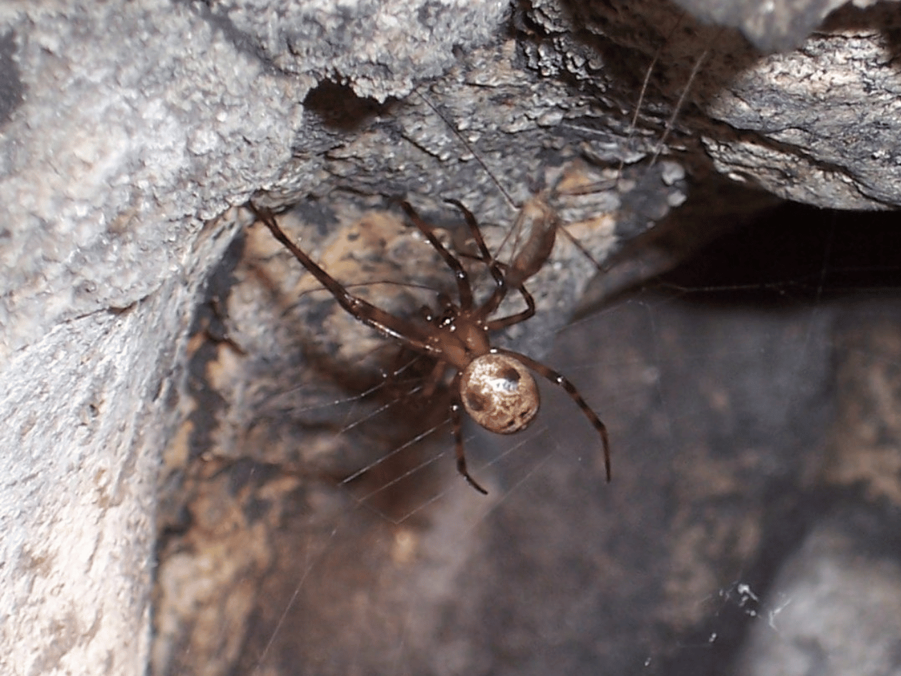 Najbardziej jadowity pająk w Polsce. Gdzie można go spotkać?