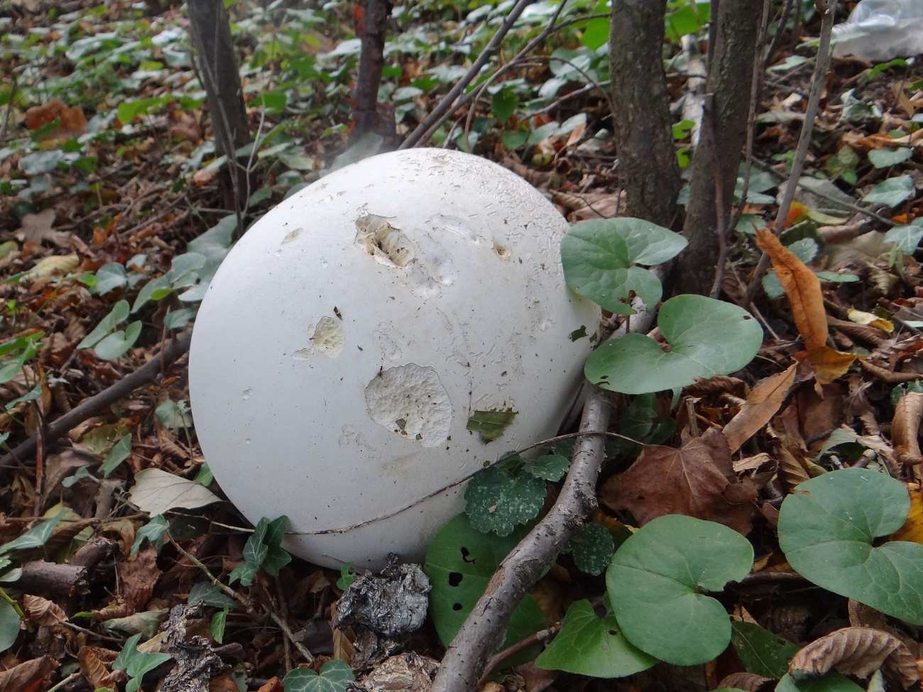 Czasznica olbrzymia to gigant wśród grzybów. Może ważyć ponad 20 kg