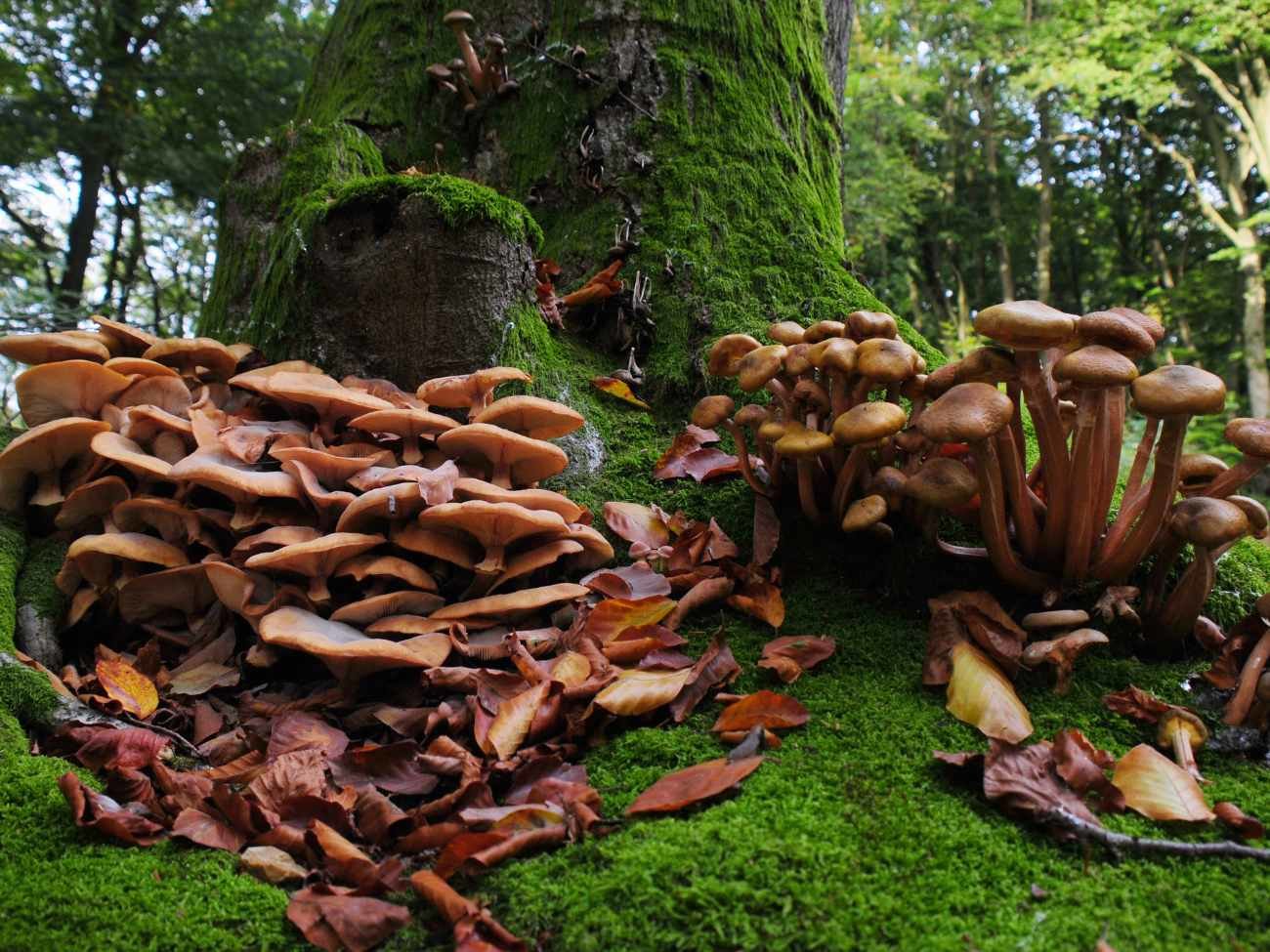 Największy grzyb na świecie. Ten gatunek rośnie także w Polsce