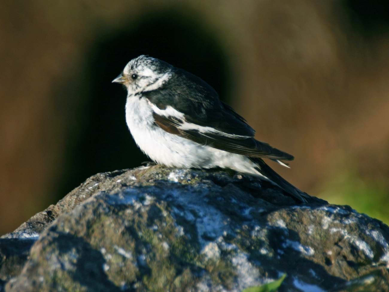 Przylatują do Polski na zimę. Gdzie można spotkać śniegułę i poświerkę