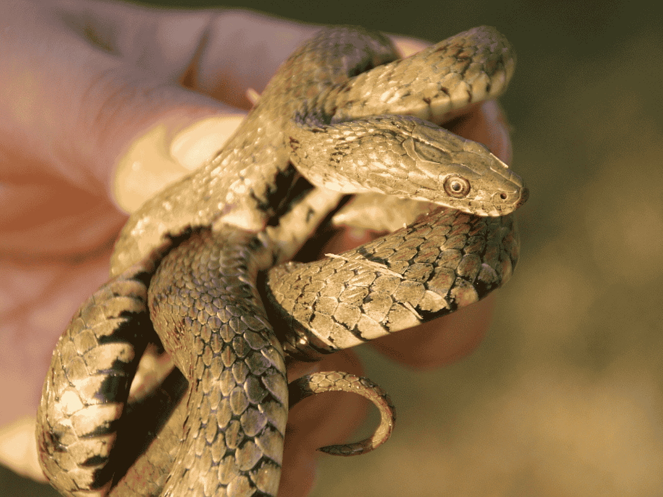 Nowy gatunek węża w Polsce. Gdzie można go spotkać?