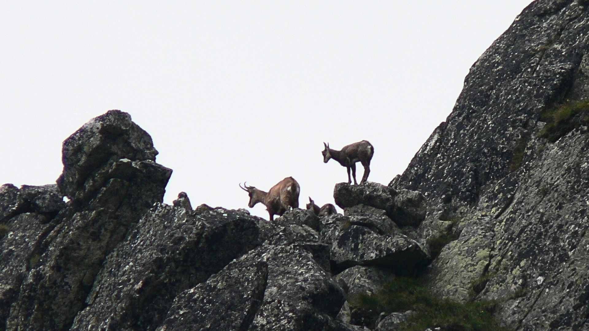 kozice gorskie na graniach tatr