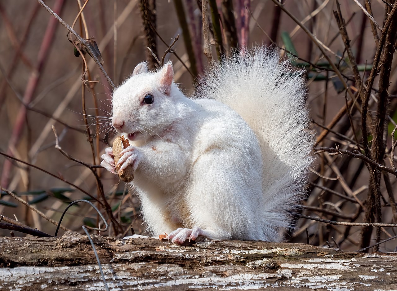 Leucistic_squirrel_in_Prospect_Park_(85580)