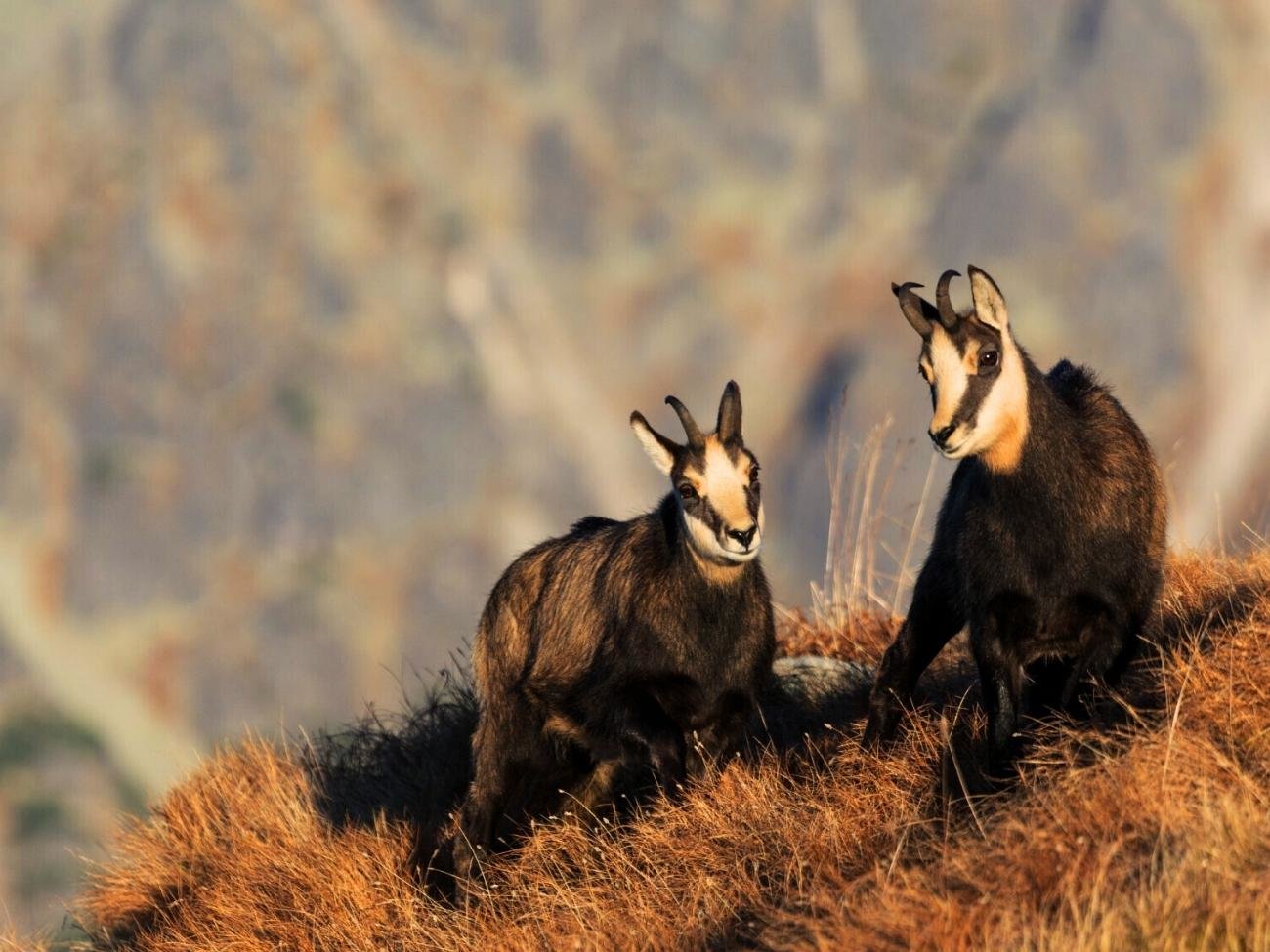 Kozice w Tatrach – jest ich więcej niż wiosną