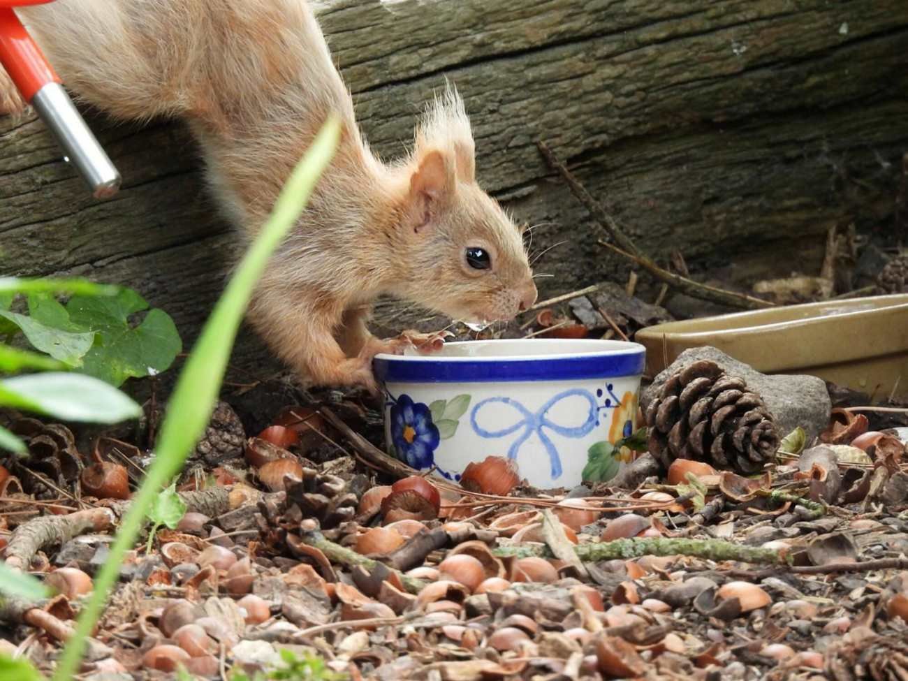Nietypowa blond wiewiórka. Od czego zależy kolor futra tych zwierząt?