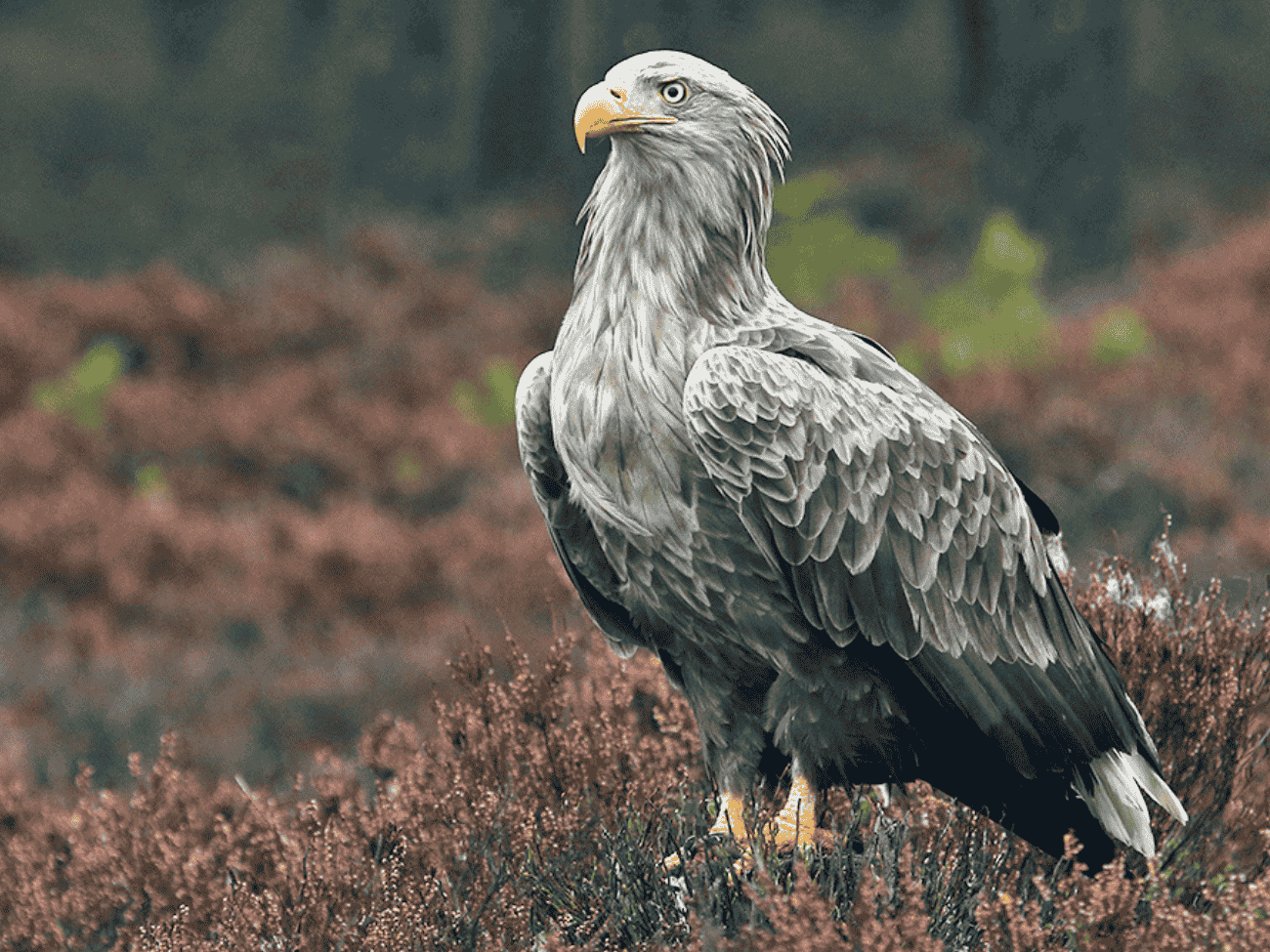 Bielik to nie orzeł biały. Co wiemy o ptaku z polskiego godła?