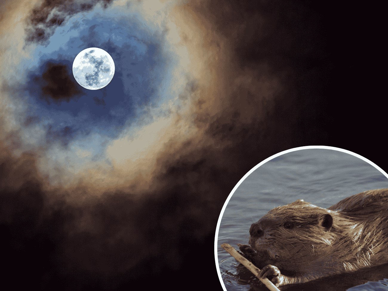 Księżyc Bobrów już wkrótce na niebie. Skąd ta nazwa?