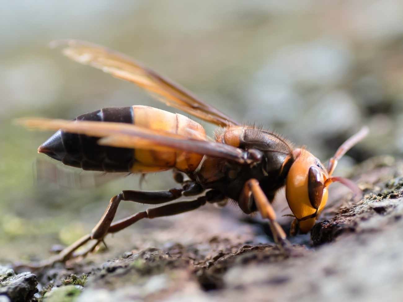 Nowy gatunek szerszenia zaobserwowany w Europie. Może atakować rodzime pszczoły