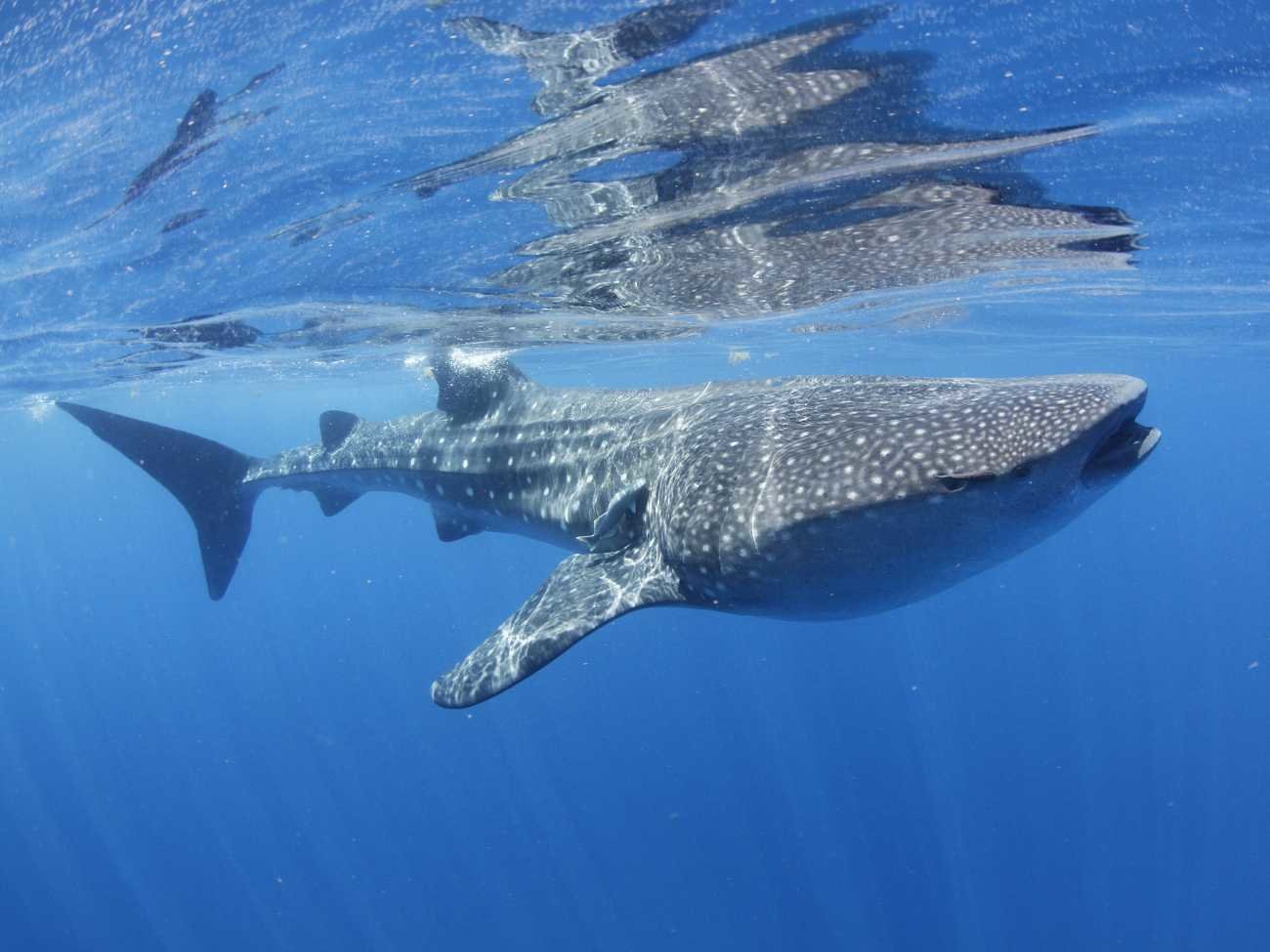 Rekiny wielorybie - największe ryby świata. Giną w nietypowych okolicznościach