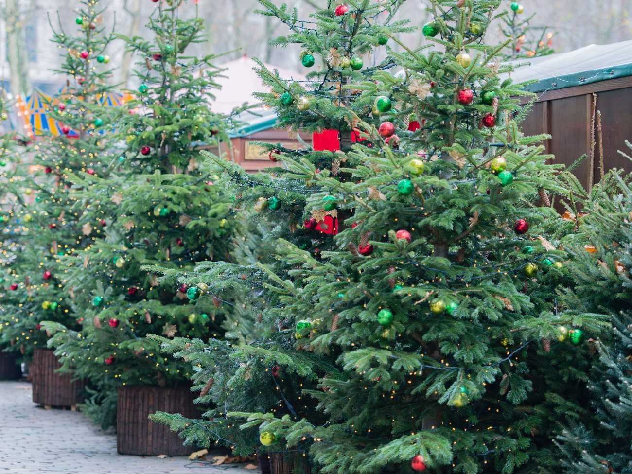 Jak długo rośnie świerk na choinkę? 5 zaskakujących faktów o iglakach