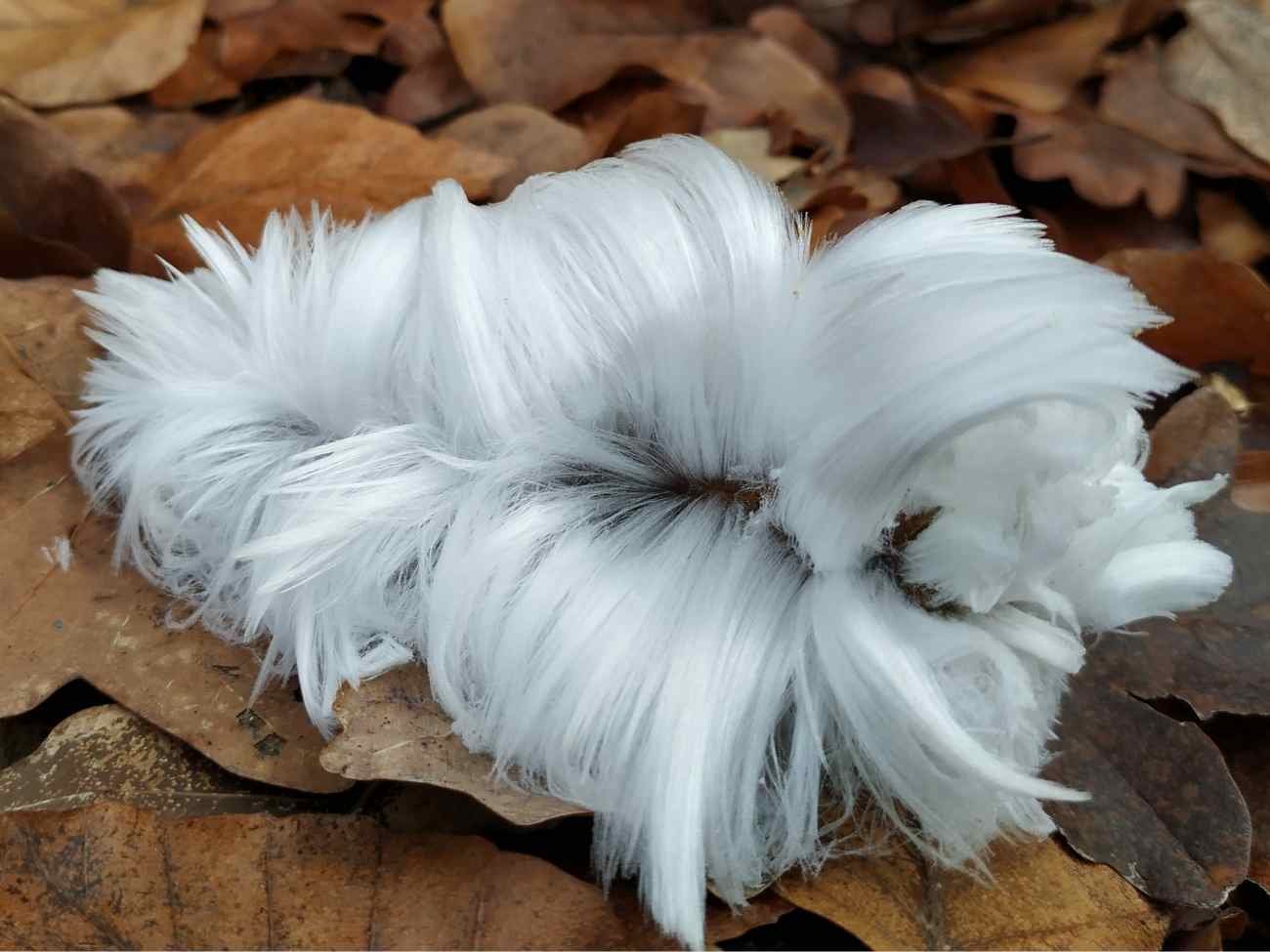 Rzadkie zjawisko w Polsce. Występuje tylko na półkuli północnej