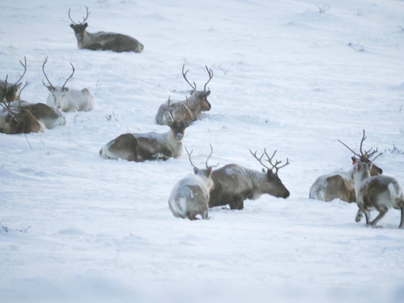 Renifery na zimowiskach leniuchują. Naukowcy zbadali aktywność tych zwierząt