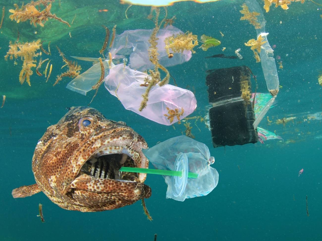 Znaleźli sposób na zanieczyszczenia mikroplastikiem? Wykorzystali specjalną gąbkę
