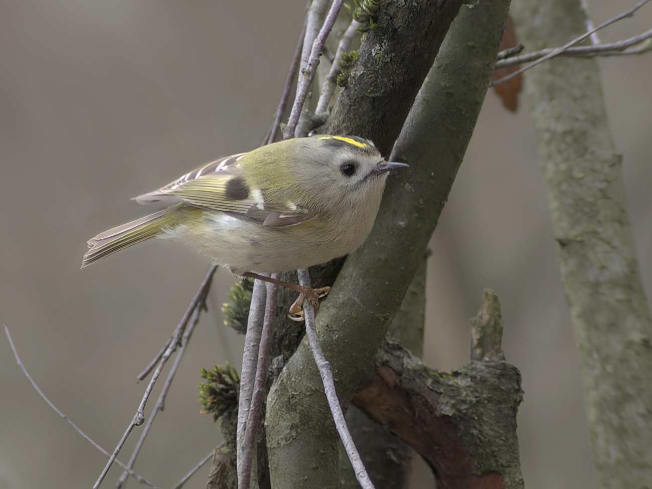 Najmniejszy europejski ptak. Można go spotkać zimą w Polsce?