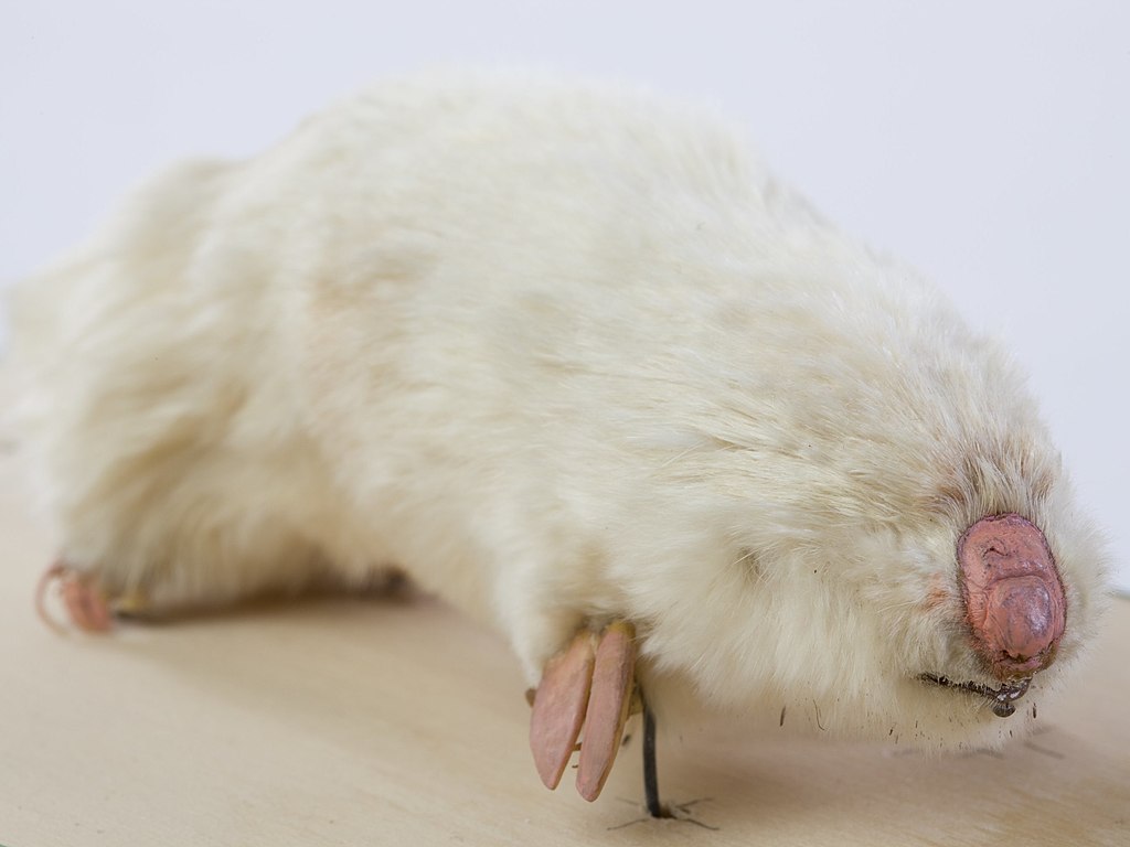 Notoryctes_typhlops,_Southern_Marsupial_Mole,_mount._Registration_no._C_28198_(cropped_4-3) (1)