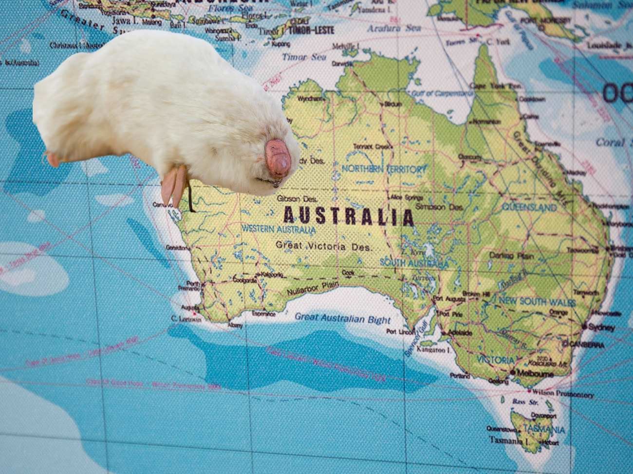 Najdziwniejsze ssaki Australii. Naukowcy zbadali krety żyjące na pustyni