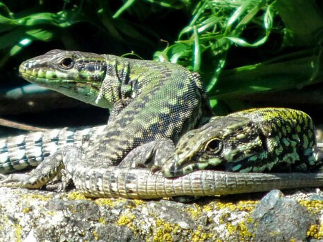 Węże, jaszczurki i żaby mogą podróżować wiele kilometrów. Ukrywają się w roślinach