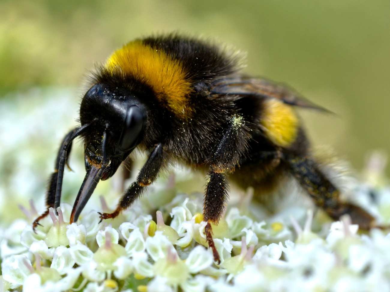 Trzmiele pomyliły pory roku? Założyły gniazda zimą