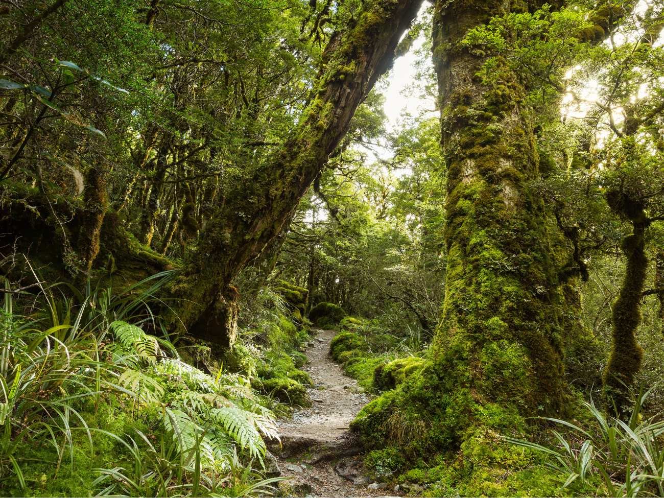 Ważne odkrycie polskiej badaczki w Nowej Zelandii. Czego dotyczy?
